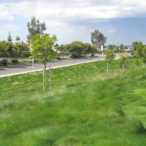 Stover Fine Fescue Mix 4 lb.