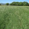 California Brome Grass Seed 25 lb. Bag