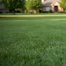THRIVE 0-0-62 AM MOP Turfgrass Granular Fertilizer 50 lb. Bag