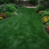 THRIVE 20-9-9 55% SN 31% AS SOP Micros Fertilizer 50 lb.