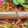 Toro Drip-In PC Brown 17mm Surface Dripline 0.92 gph 18 in. spacing 250 ft. (Sold per Roll)