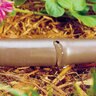 Toro 17MM Drip, 0.6GPH, 18