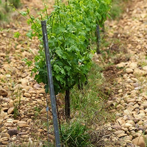 TradCo T-Post 6 ft. Unpainted 0.95 lb.