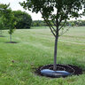 TreeDiaper TD36R Round Treemat 36 in.