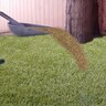 Unilock Alliance Gator Xturf Synthetic Turf Classic Blend 47 oz. Face Weight 1.58 in. Lime Green 15 ft. x 100 ft.