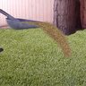 Unilock Alliance Gator Xturf Synthetic Turf Classic Blend 47 oz. Face Weight 1.58 in. Forest Green 7.5 ft. x 25 ft.