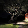 WAC Lighting Accent Light Moonlight Bronze 4000K
