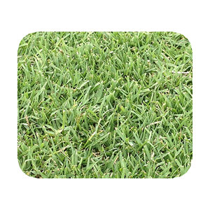 Bermuda Sod Bandera Bermudagrass (per sq. ft.)