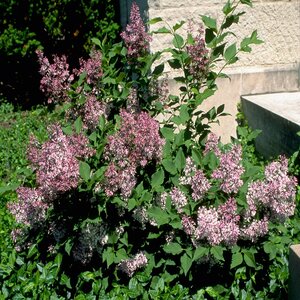 Syringa Pubescens subsp. Patula Miss Kim Downy Lilac