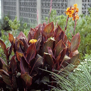Canna indica Tropicanna Canna Lily
