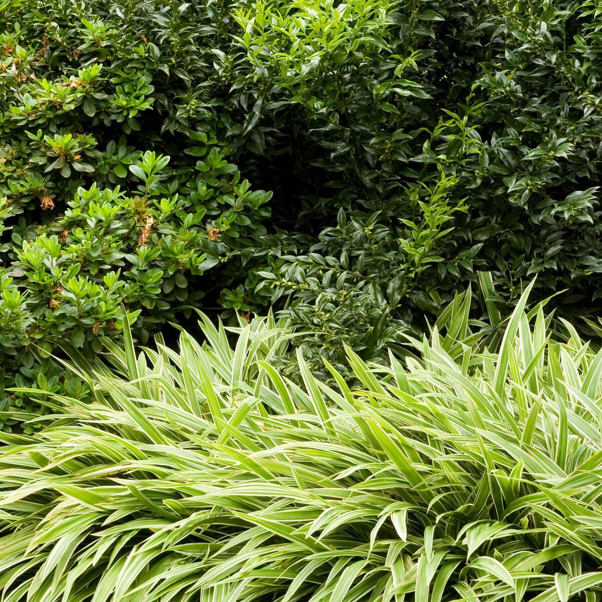 Sarcococca Ruscifolia Sweet Box | SiteOne US