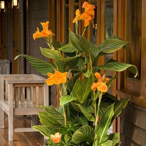 Canna Indica Tropicanna Mactro Gold Canna Lily