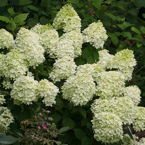 Hydrangea Paniculata Color Choice Little Lime Panicle Hydrangea