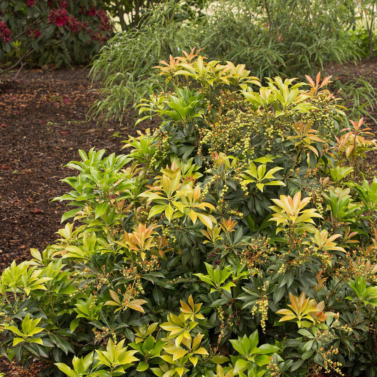 Pieris Japonica Enchanted Forest River Run River Nymph Japanese ...