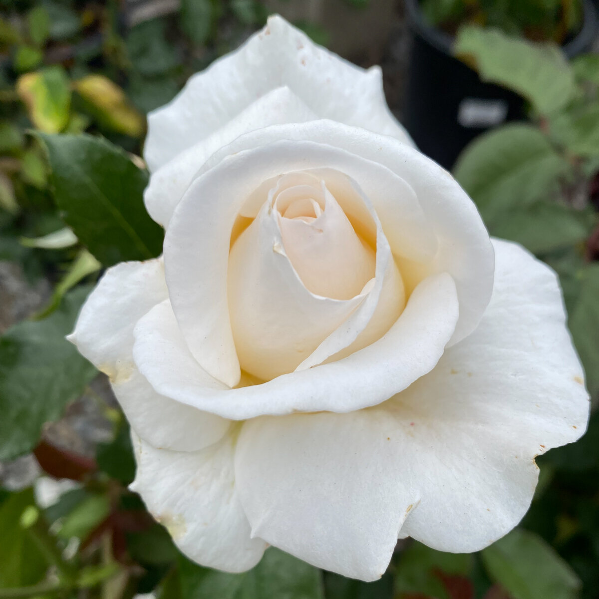 Rosa X Full Sail Hybrid Tea Rose | SiteOne