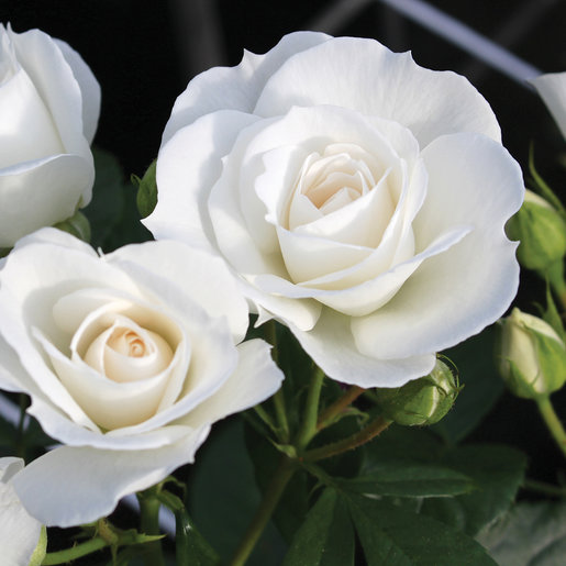Rosa Floribunda Rock Star Veranda White Rose | SiteOne