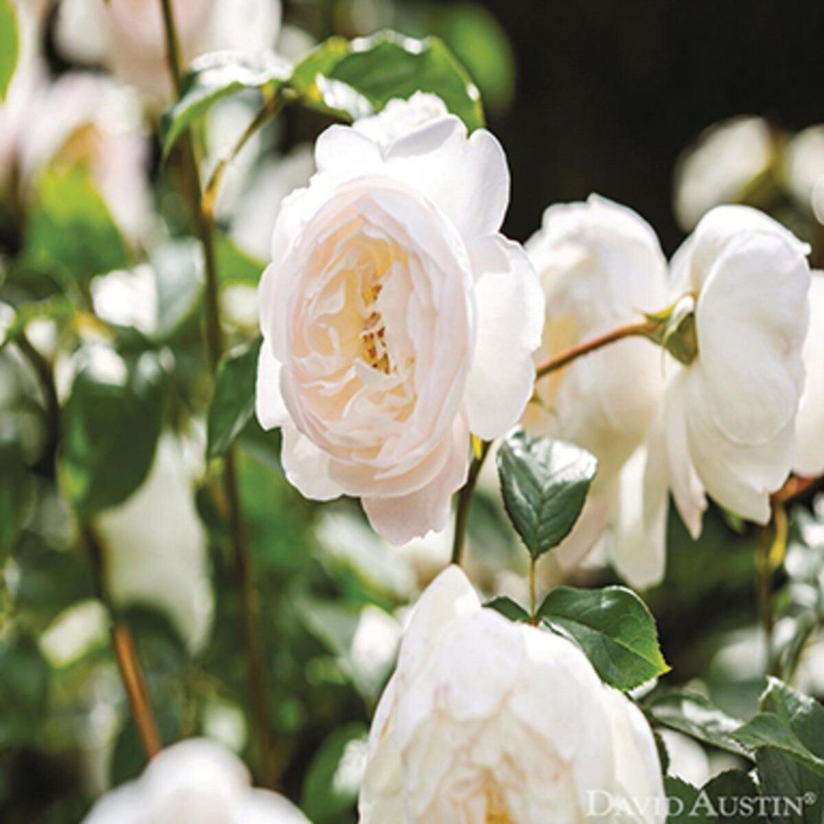 Rosa X Desdemona David Austin English Shrub Rose | SiteOne
