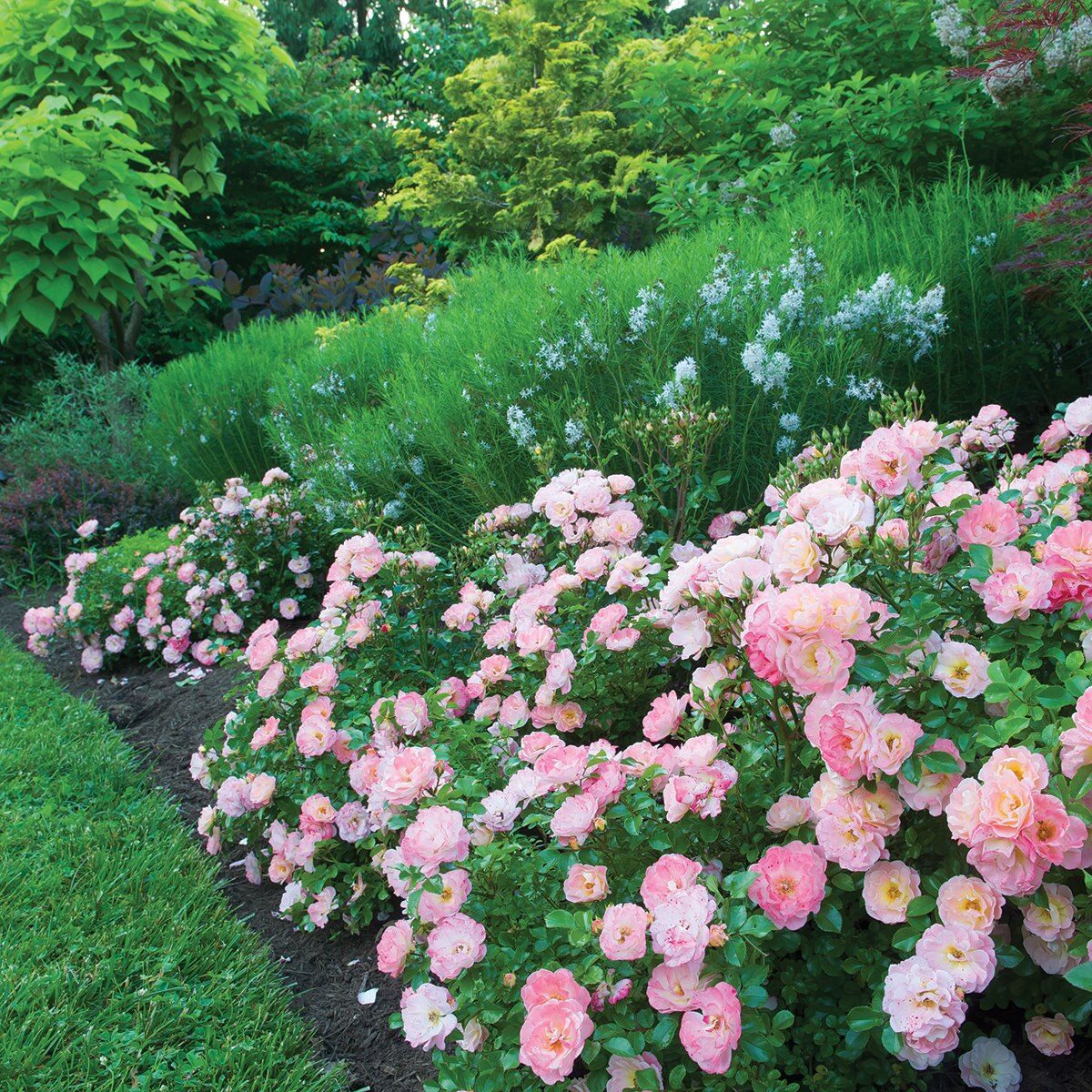 Rosa X Meiggili Peach Drift Rose SiteOne