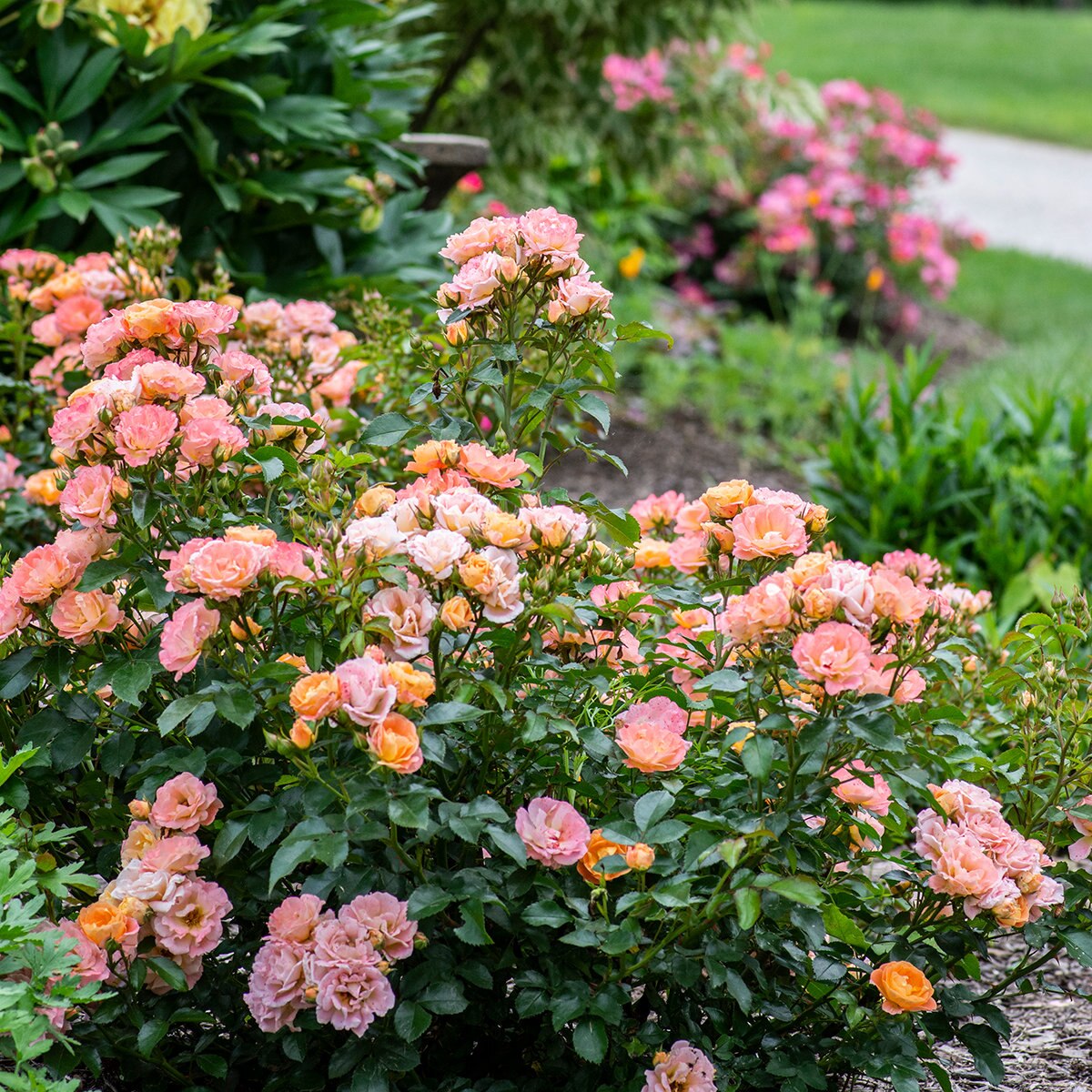 Rosa X Meiggili Peach Drift Rose SiteOne