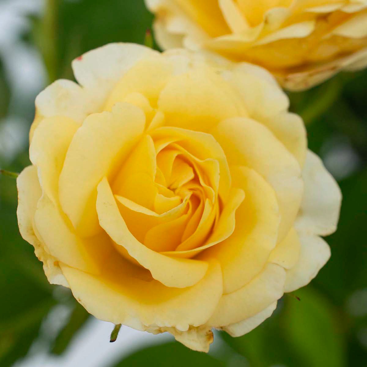 Rosa X Meidevi Buttercream Drift Rose SiteOne