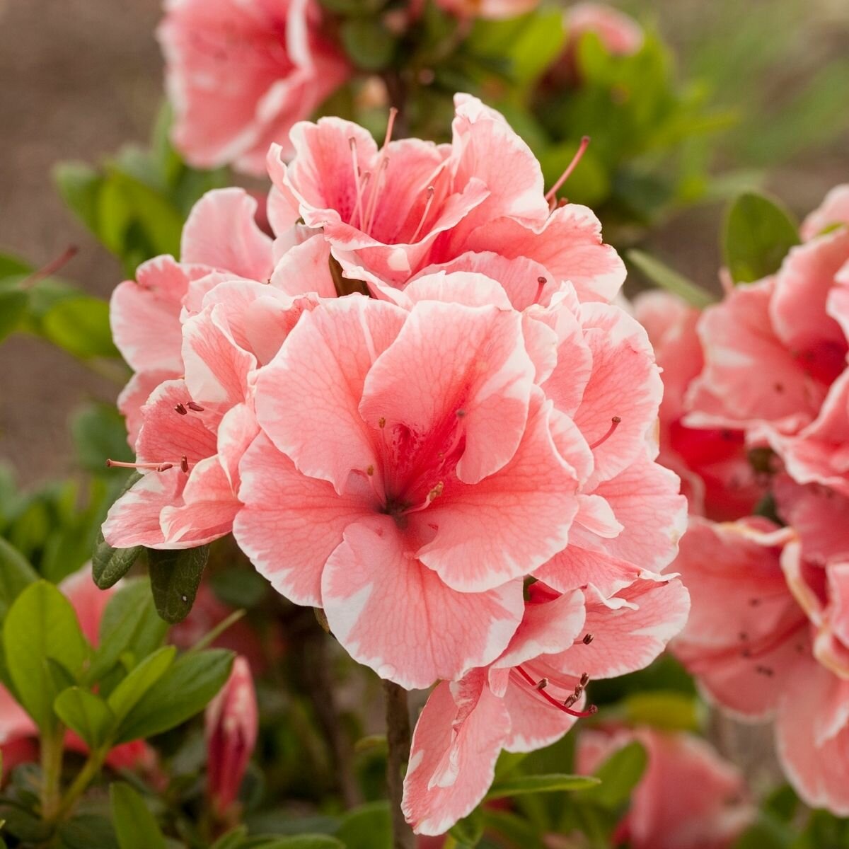 Rhododendron X Autumn Sunburst Encore Azalea | SiteOne