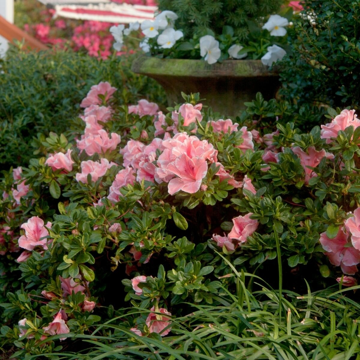 Rhododendron X Autumn Sunburst Encore Azalea | SiteOne