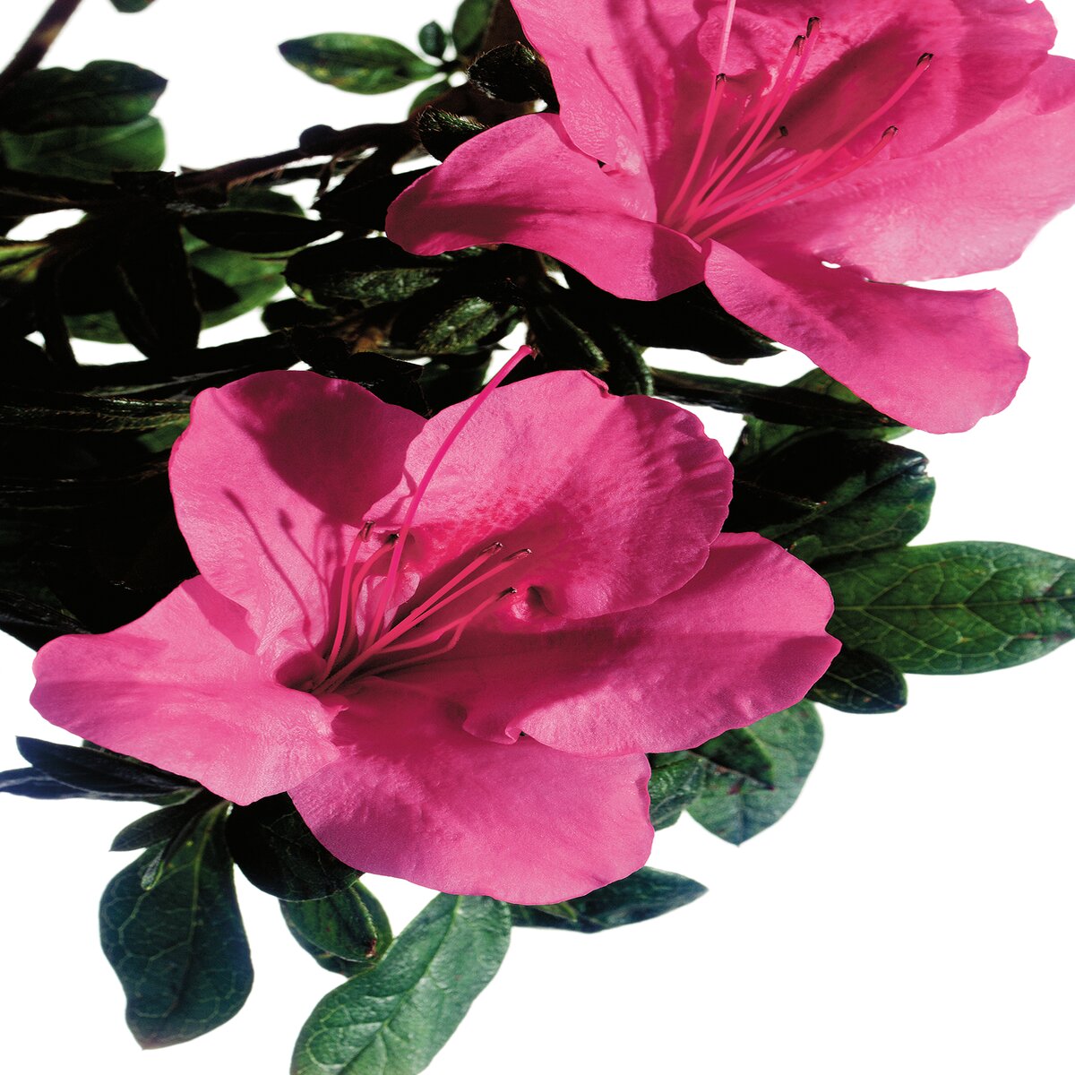 Rhododendron X Autumn Carnival Encore Azalea | SiteOne