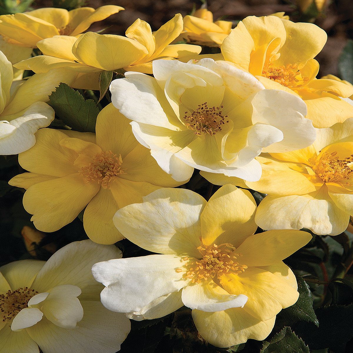 Rosa X Sunny Knock Out Rose | SiteOne
