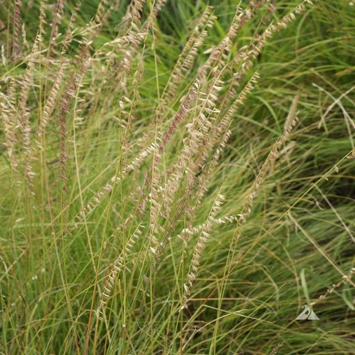 LESCO Shortgrass Native Grass Seed Mix Bulk SiteOne