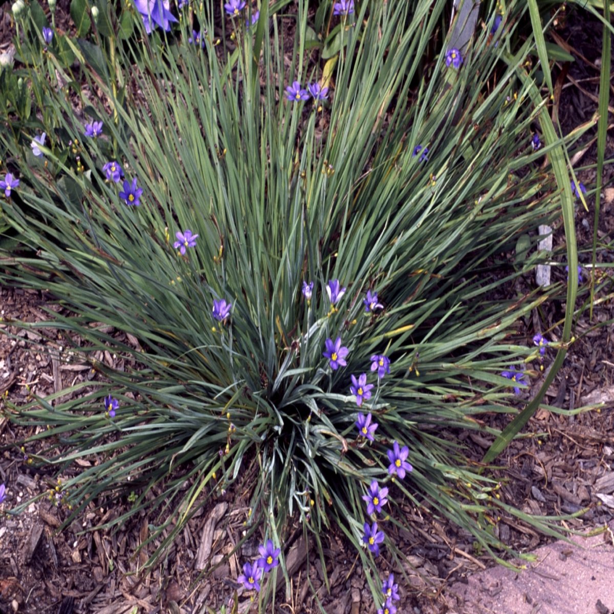 Sisyrinchium Angustifolium Lucerne BlueEyed Grass SiteOne