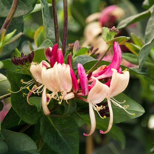 Lonicera Periclymenum Peaches and Cream Honeysuckle SiteOne