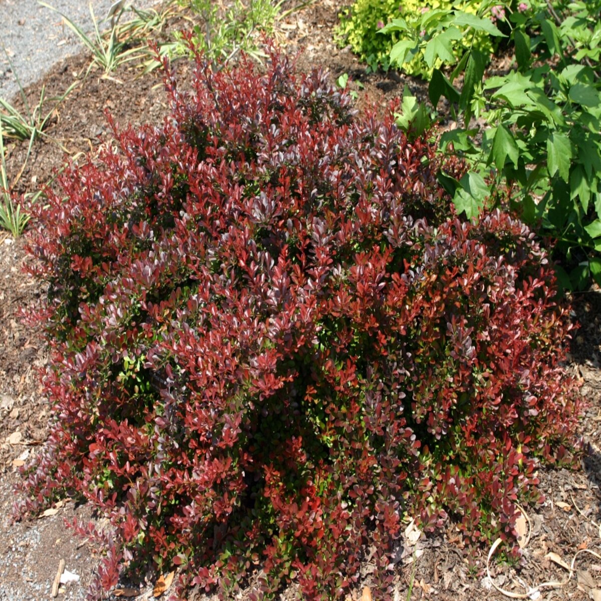 Berberis Thunbergii var. Atropurpurea Cherry Bomb Japan SiteOne