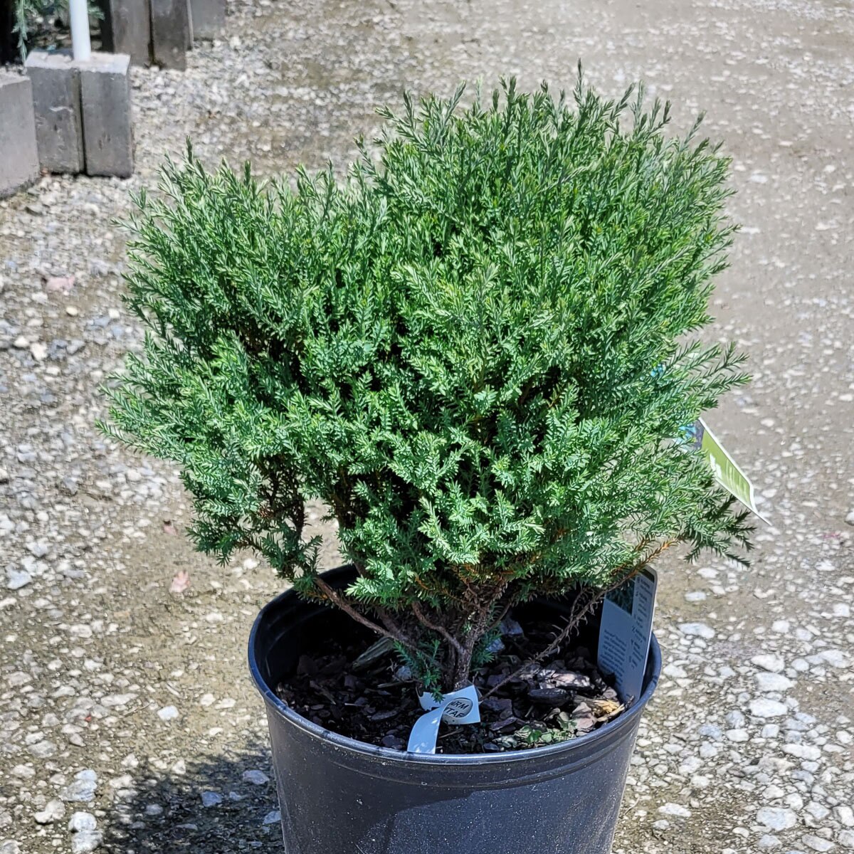 Thuja Occidentalis Concesarini Pancake Arborvitae SiteOne