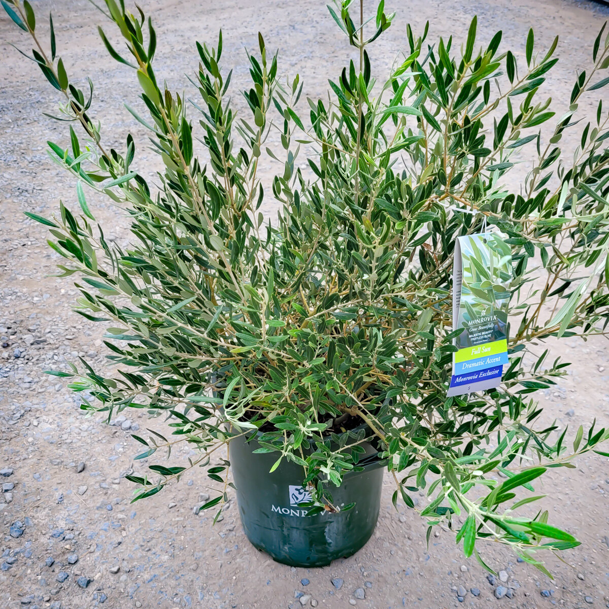 Olea Europaea Majestic Beauty Fruitless Olive SiteOne