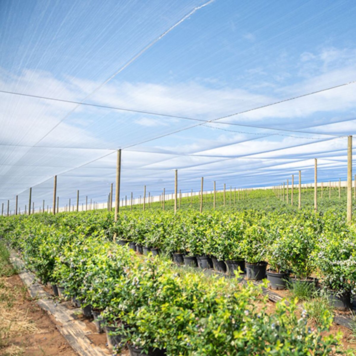 Netafim Dripper Stake SiteOne