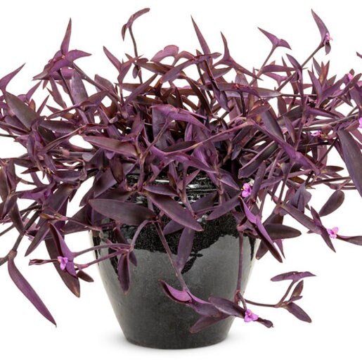 Setcreasea Pallida Purple Queen Purple Heart #1 Contain | SiteOne