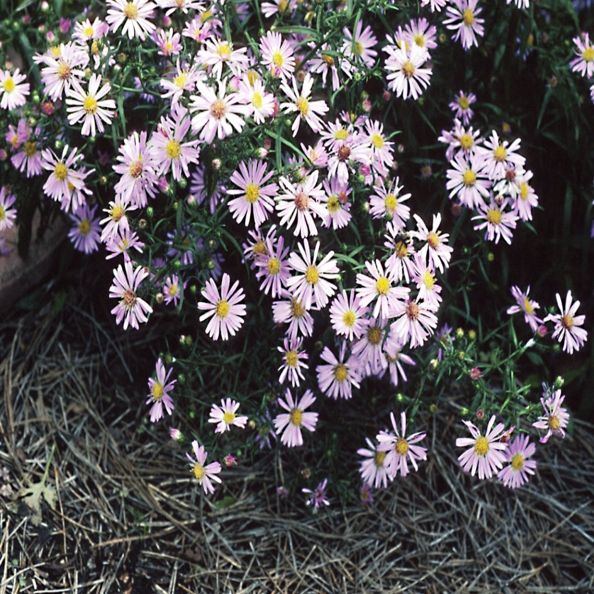 Aster X Woods Pink Aster | SiteOne