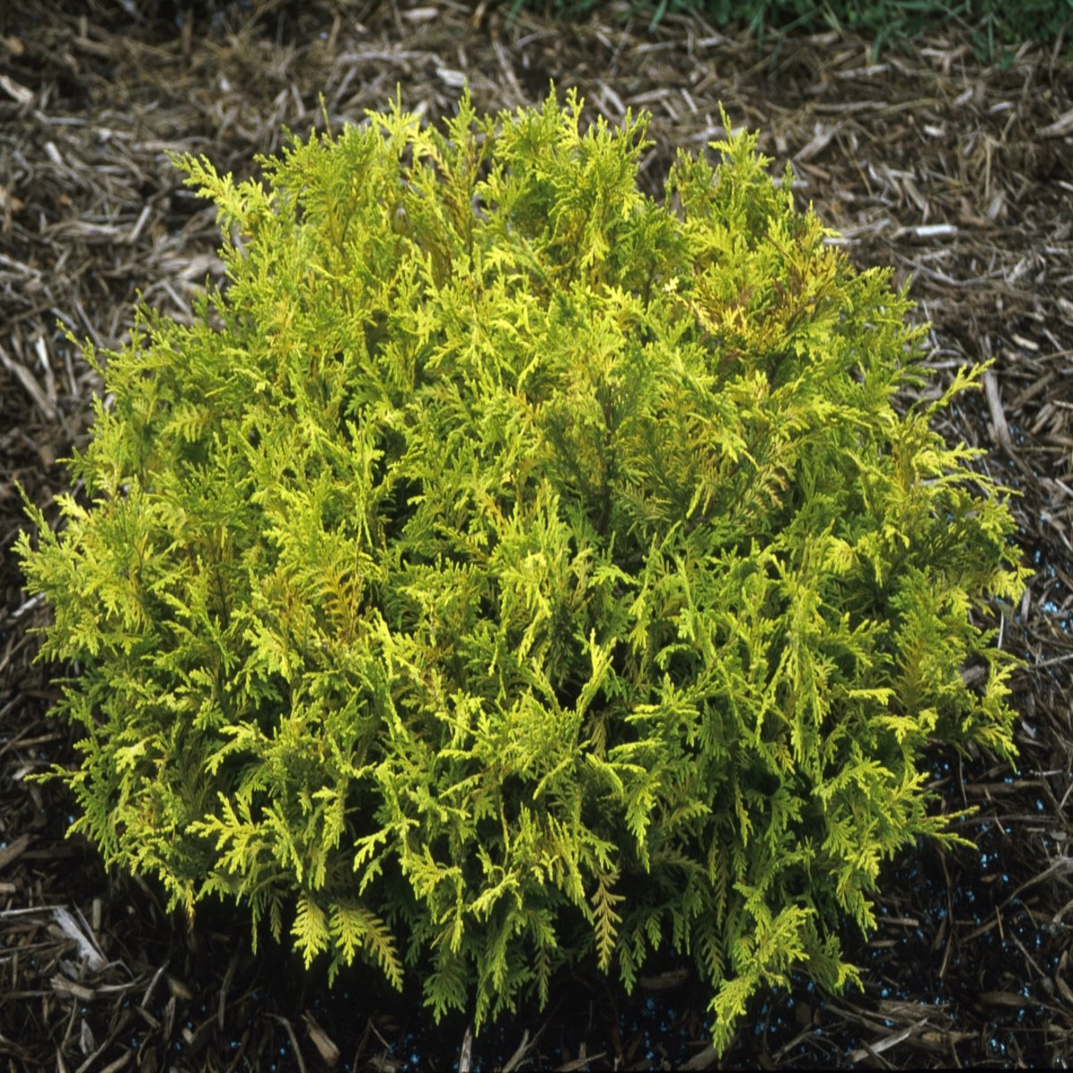Chamaecyparis Pisifera Vintage Gold Japanese Falsecypre | SiteOne