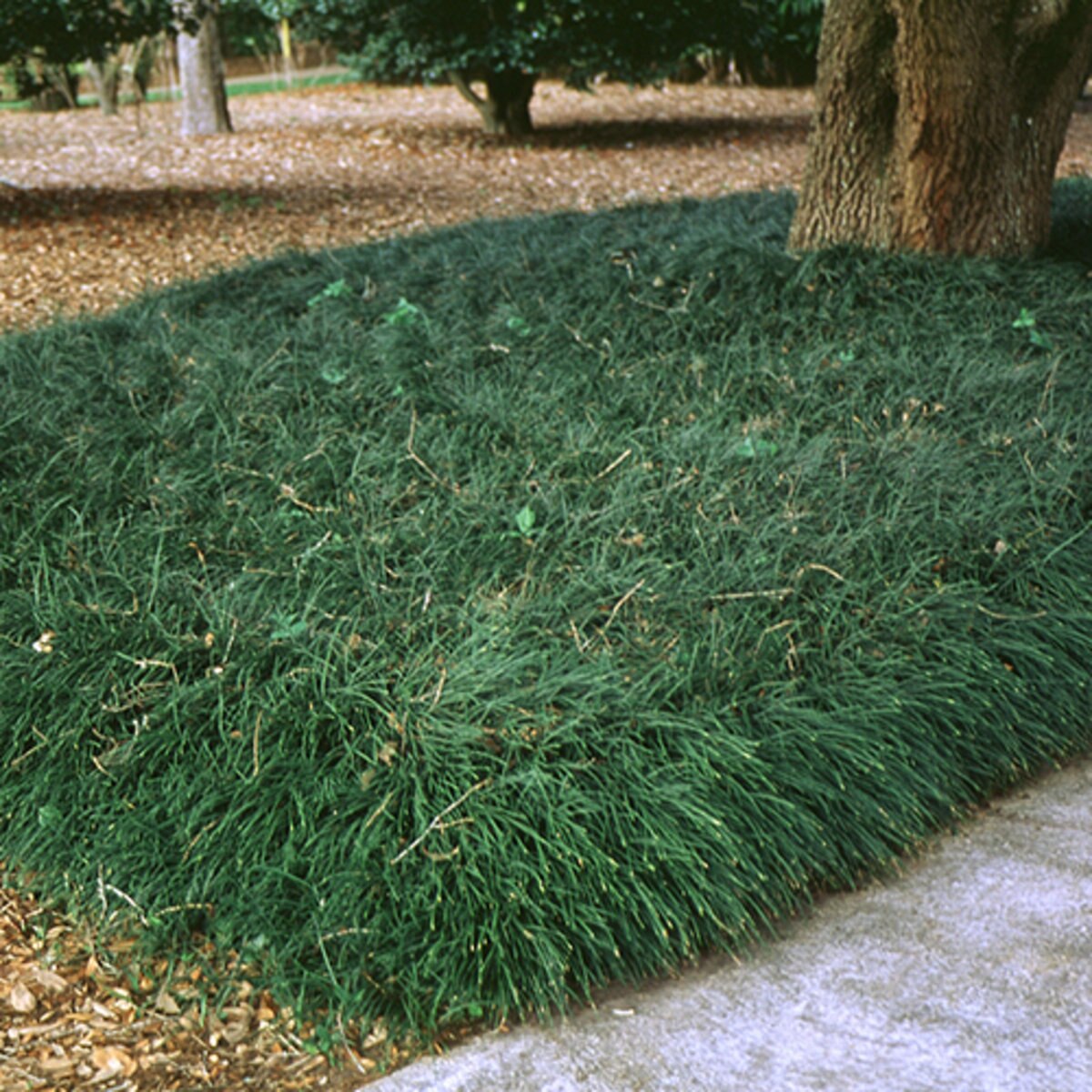 Ophiopogon Japonicus Mondo Grass | SiteOne