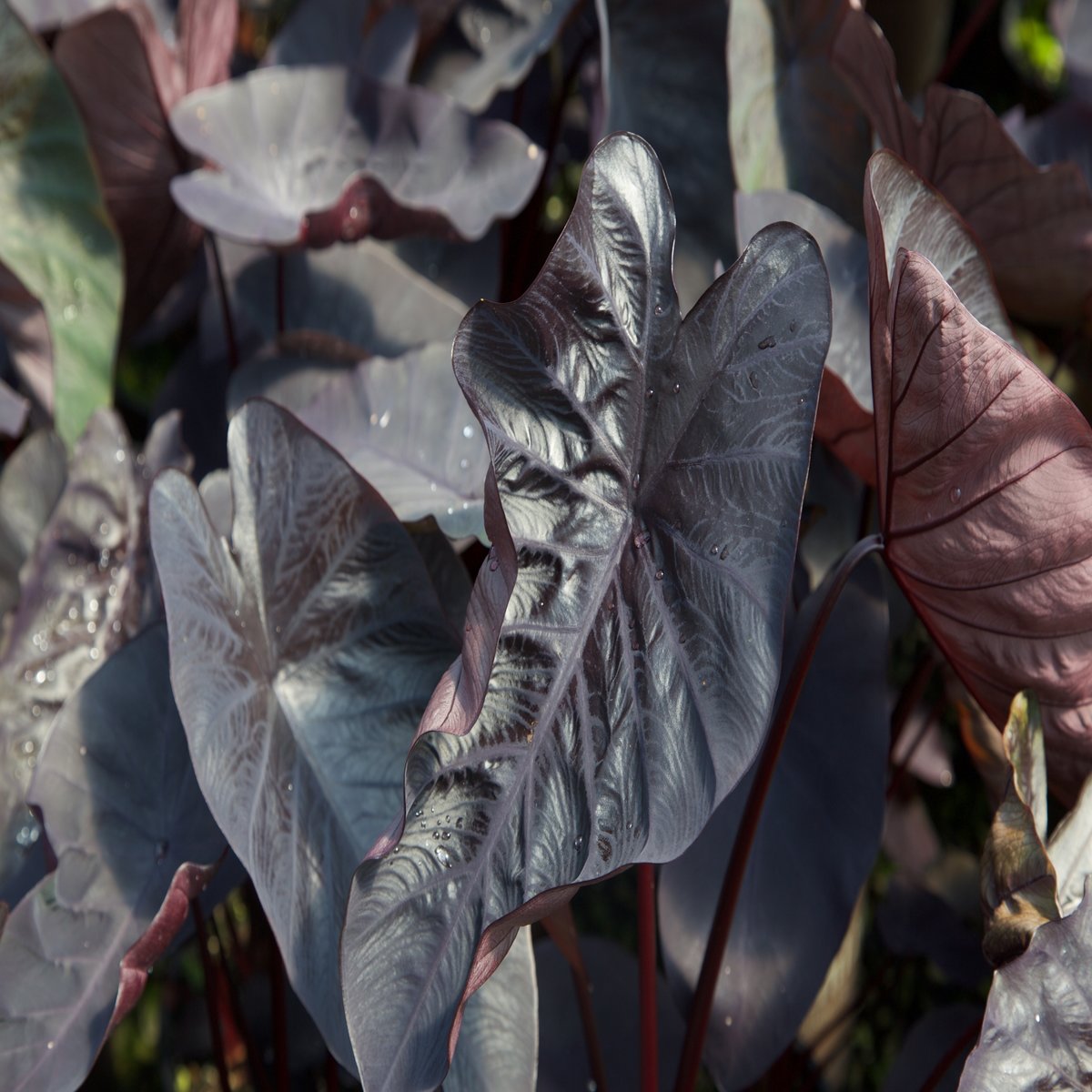 Colocasia Esculenta Black Ripple Elephant Ear SiteOne