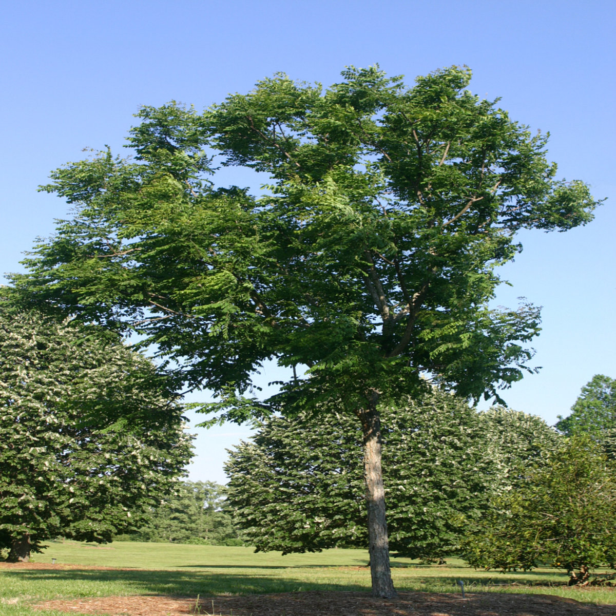 Gymnocladus Dioica Espresso Kentucky Coffeetree SiteOne