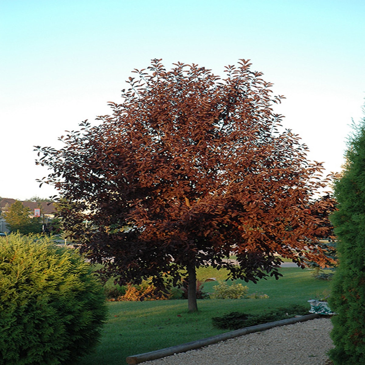 Prunus Virginiana Canada Red Chokecherry | SiteOne