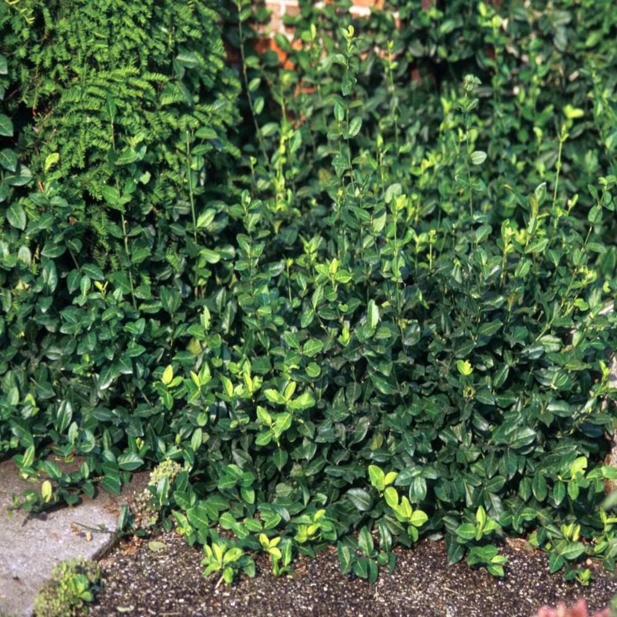 Euonymus Fortunei Coloratus Wintercreeper | SiteOne