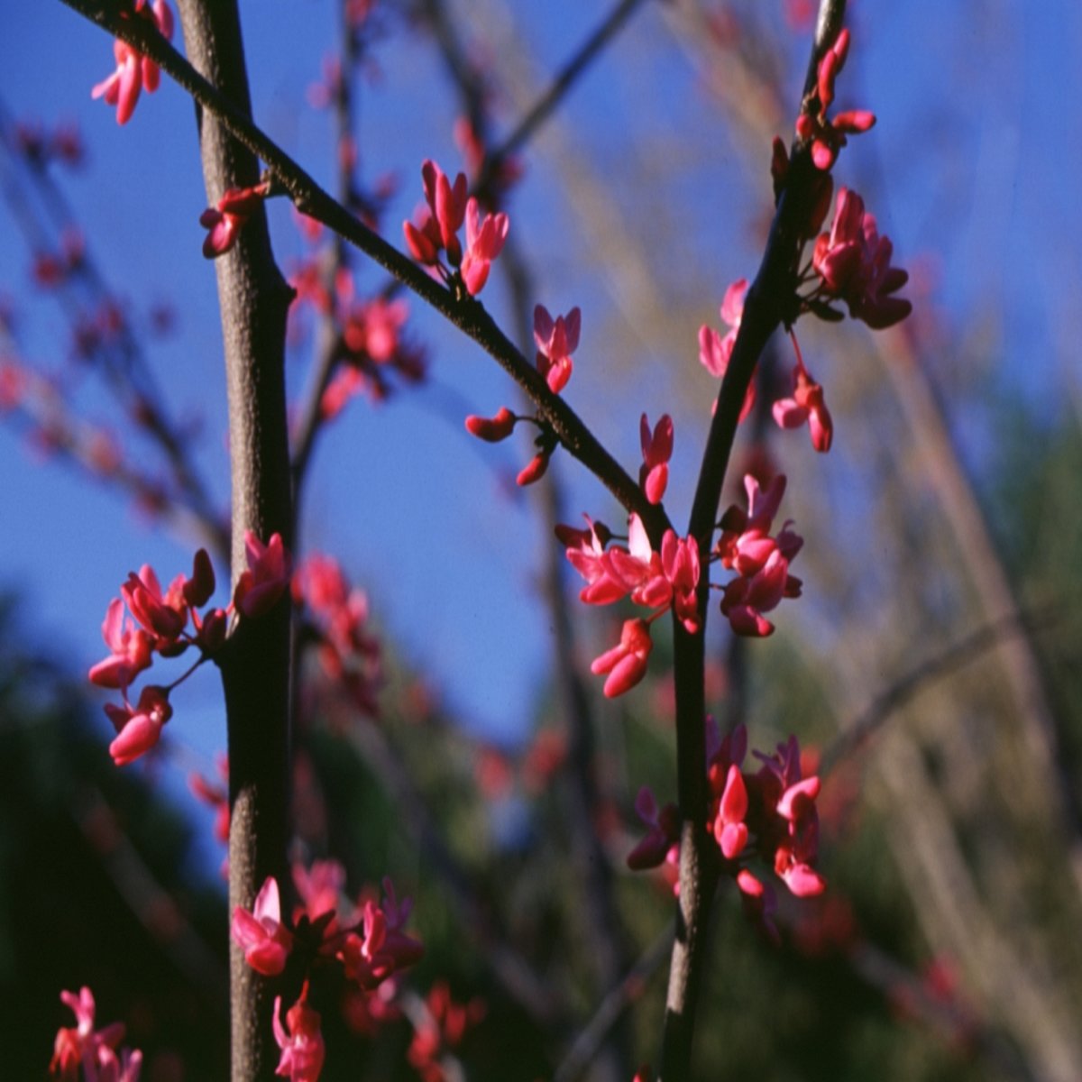 Cercis Canadensis Appalachian Red Eastern Redbud | SiteOne