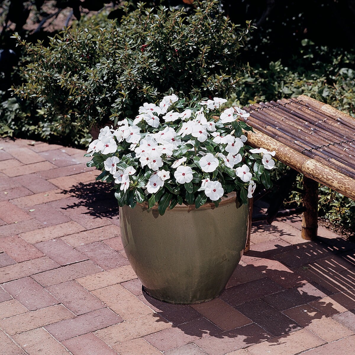 Catharanthus Roseus Titan Polka Dot Vinca | SiteOne