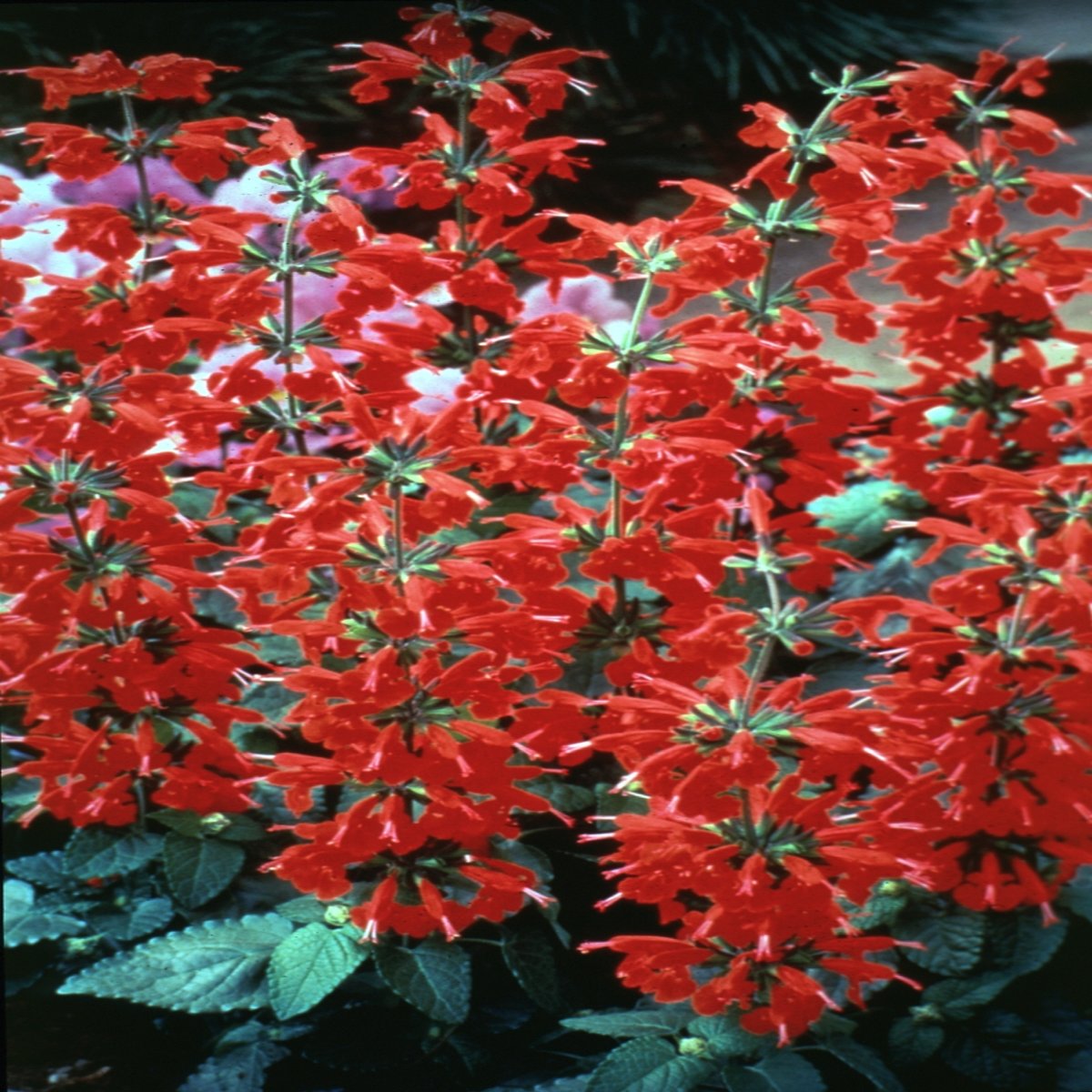 Salvia Coccinea Lady In Red Texas Sage | SiteOne