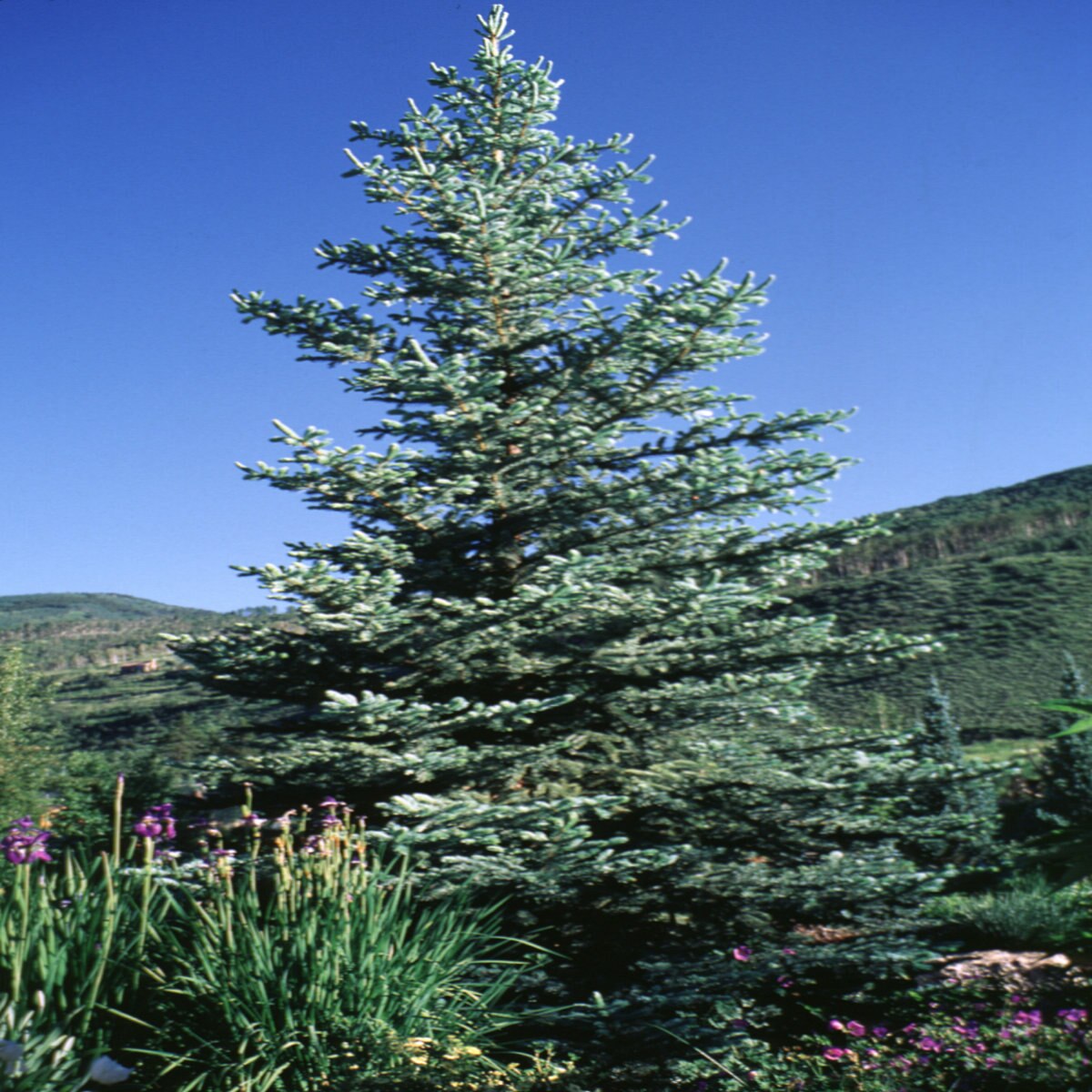 Picea Pungens Fat Albert Colorado Spruce SiteOne