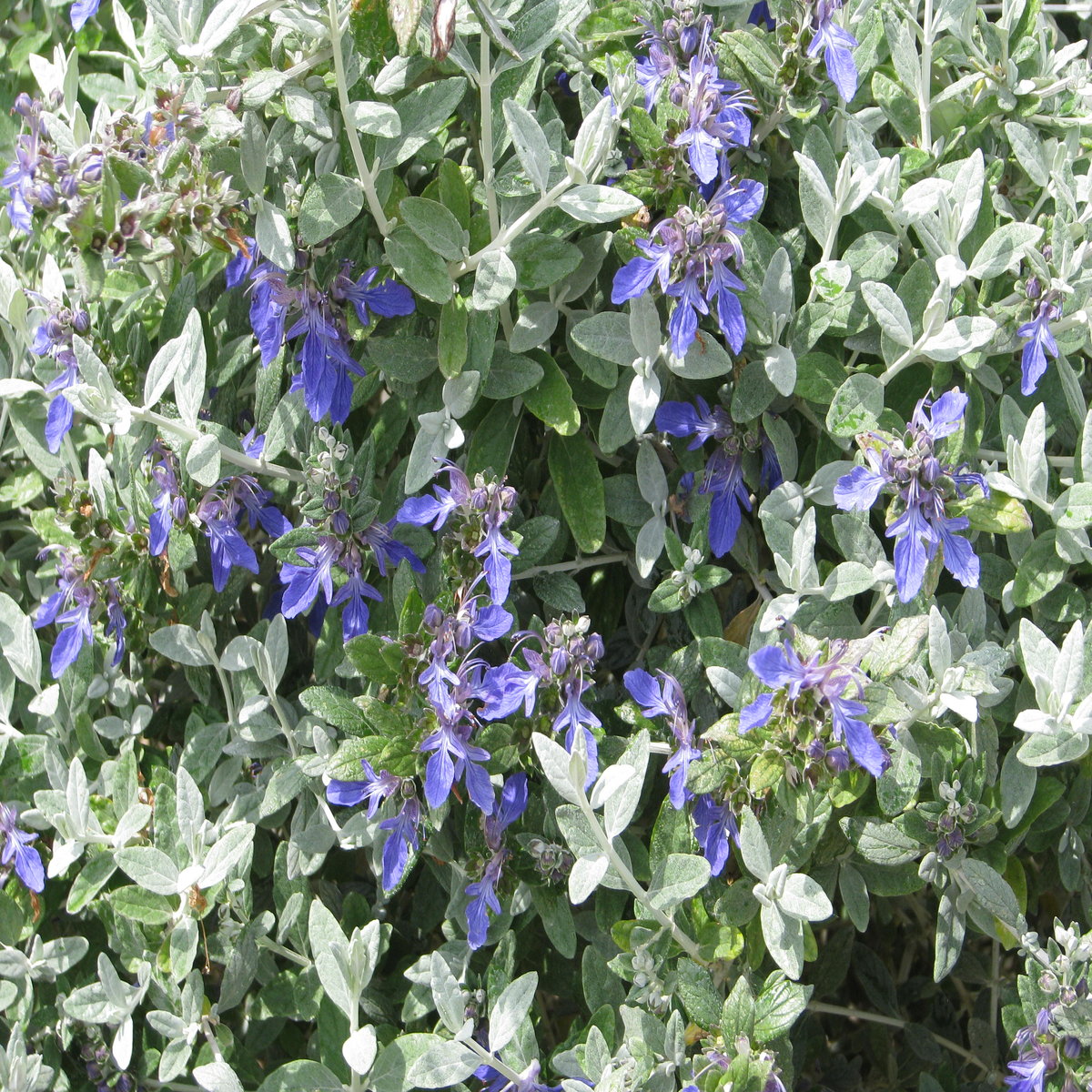 Teucrium Fruticans Azureum Bush Germander SiteOne