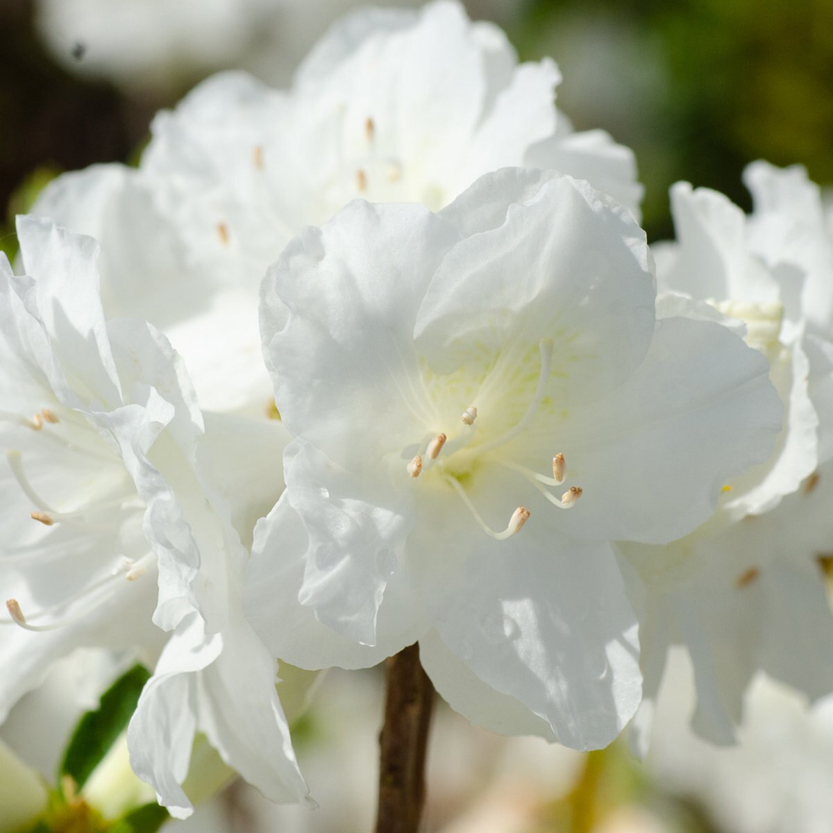 Rhododendron X Autumn Moonlight Encore Azalea | SiteOne