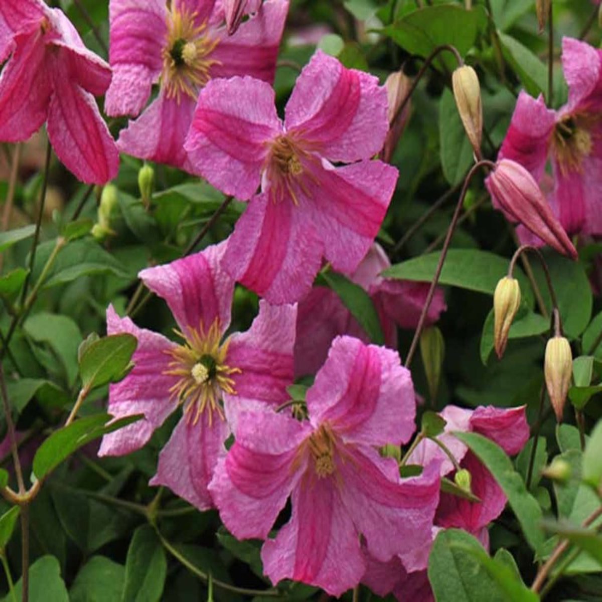 Clematis Krakowiak Pink Mink Proven Winners Clematis SiteOne
